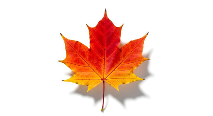 Obraz premium autumn season concept, maple leaf isolated on white background