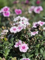 pink flowers in the garden