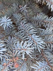 branches of a fur tree