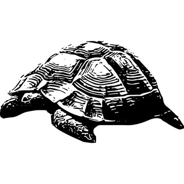 Vector image of a little turtle black and white