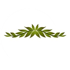 green leaves on white background