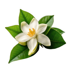 citrus flower with green leaves isolated on white background.