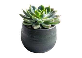 Potted succulent plant with ceramic base isolated on a transparent background