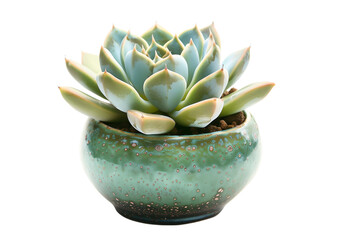 Potted succulent plant with round ceramic base isolated on a transparent background