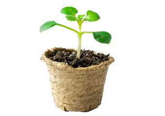 Sprouting seedling in peat pot isolated on a transparent background