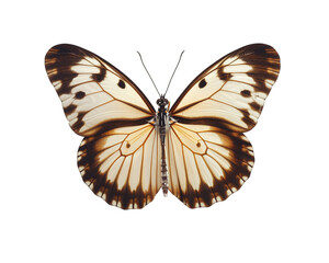 Fototapeta premium Transparent butterfly with top view isolated on a transparent background