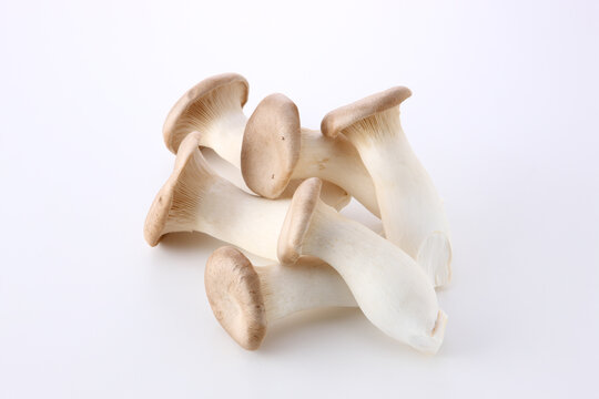 エリンギ　白バック