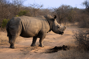 Obraz premium A white rhino bull in golden light
