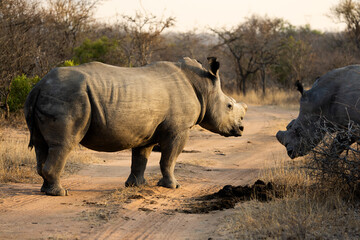 Fototapeta premium A white rhino bulls in golden light