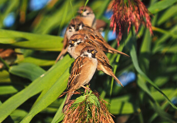 The Eurasian tree sparrow on the reeds, Passer montanus.