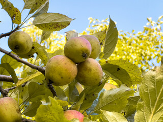 Close up of an apple tree branch with apples and snails, harvesting season in autumn