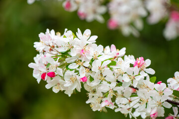 White and Pink Cherry Blossom Flowers in Spring