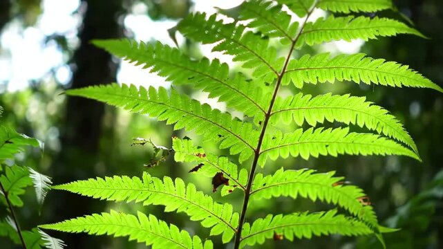 A beautiful close up of a vibrant green fern frond illuminated by sunlight filtering through the lush forest canopy creating a serene and natural background.