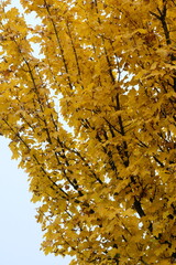 Acer campestre 'Queen Elizabeth' &ndash; Feldahorn