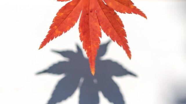 Vibrant Red Maple Leaf Casting Detailed Shadow on White Background During Autumn Season with Natural Lighting