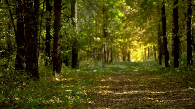 A forest path in an autumn forest against the backdrop of a yellow alley