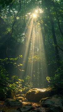 serene forest with sunlight rays breaking through trees
