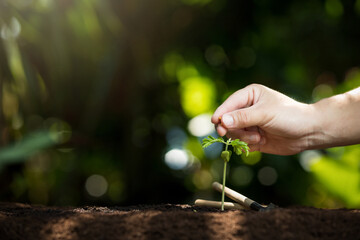 Farmer giving granulated fertilizer to young seedling sprout plants.