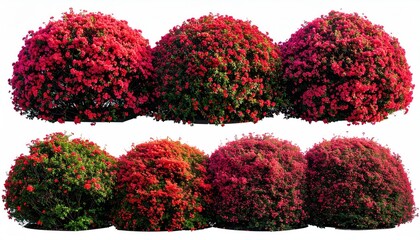 Two rows of vibrant red flower bushes, isolated