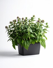 Small, vibrant plant in dark planter