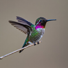 Fototapeta premium hummingbird in flight