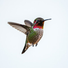 Fototapeta premium hummingbird in flight