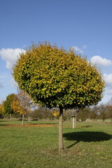 Acer campestre 'Nanum' &ndash; Feldahorn