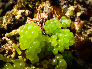 Small sea grapes cluster on coastal rock | 岩場に付着した小さな海ぶどうの群生