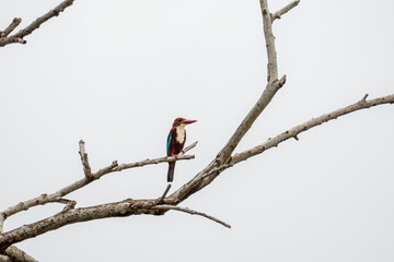 White-throated Kingfisher (Halcyon smyrnensis) bird perched on a bare branch against a bright, overcast sky. The bird is vibrant blue and brown and white plumage