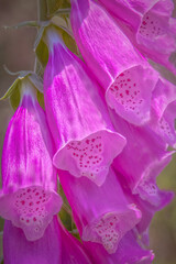 Isolated Close-Up of Vibrant Purple Foxglove Flowers on Green Stem with Speckled Bell-Shaped Petals