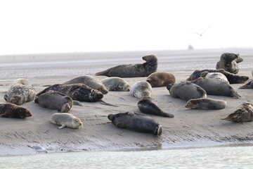 Phoques gris (Halichoerus grypus) : Grand mammifère marin qui se distingue par son apparence robuste et son museau allongé. C'est l'une des espèces de phoques que l'on peut observer à Berck-sur-Mer © Arnaud