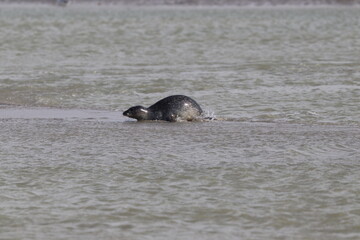 Obraz premium Phoques gris (Halichoerus grypus) : Grand mammifère marin qui se distingue par son apparence robuste et son museau allongé. C'est l'une des espèces de phoques que l'on peut observer à Berck-sur-Mer