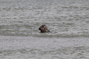 Phoques gris (Halichoerus grypus) : Grand mammifère marin qui se distingue par son apparence robuste et son museau allongé. C'est l'une des espèces de phoques que l'on peut observer à Berck-sur-Mer
