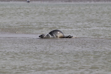Obraz premium Phoques gris (Halichoerus grypus) : Grand mammifère marin qui se distingue par son apparence robuste et son museau allongé. C'est l'une des espèces de phoques que l'on peut observer à Berck-sur-Mer