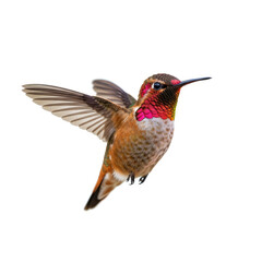 Fototapeta premium hummingbird in flight