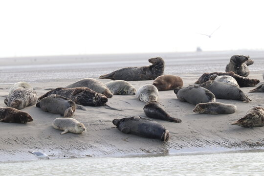 Phoques gris (Halichoerus grypus) : Grand mammif&egrave;re marin qui se distingue par son apparence robuste et son museau allong&eacute;. C'est l'une des esp&egrave;ces de phoques que l'on peut observer &agrave; Berck-sur-Mer