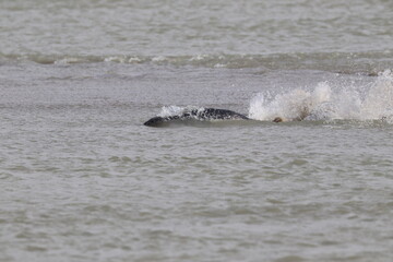 Fototapeta premium Phoques gris (Halichoerus grypus) : Grand mammifère marin qui se distingue par son apparence robuste et son museau allongé. C'est l'une des espèces de phoques que l'on peut observer à Berck-sur-Mer