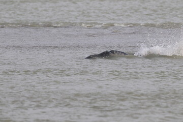 Fototapeta premium Phoques gris (Halichoerus grypus) : Grand mammifère marin qui se distingue par son apparence robuste et son museau allongé. C'est l'une des espèces de phoques que l'on peut observer à Berck-sur-Mer