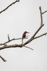 Fototapeta premium White-throated Kingfisher (Halcyon smyrnensis) bird perched on a bare branch against a bright, overcast sky. The bird is vibrant blue and brown and white plumage