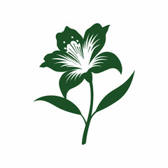 Alstroemeria peruvian lily flower detailed color illustration vector art