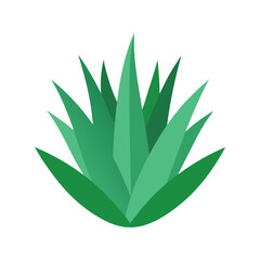 Aloe socotrine succulent botanical vector art illustration