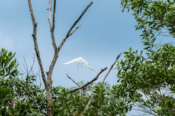 Little egret (Egretta garzetta) soars above a bare tree in the forest. White bird flight with wings spread wide. Great egret flying over dry branch
