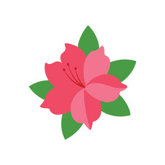 Fototapeta premium Azalea flower botanical clipart art illustration