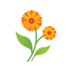 Obraz premium Calendula flower botanical vector art illustration