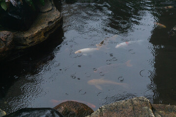 Rain falling on koi pond creating tranquil ripple patterns