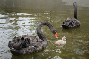 Graceful black swan mother and cygnet swim gently on calm water © Tito Rollis
