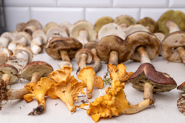 Fresh forest mushrooms including chanterelles, porcini, boletus and aspen neatly laid on table