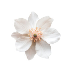 Fototapeta premium A single elegant white blossom with delicate petals and a vibrant yellow stamen, isolated on a pristine white background representing purity and grace