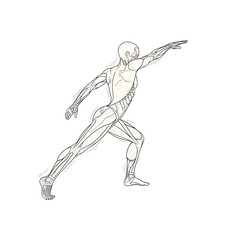 Fototapeta premium Dynamic human anatomy illustration of a muscular athlete in motion, showcasing detailed musculature and skeletal structure for educational and fitness appeal