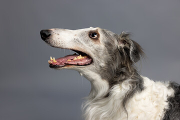 Fototapeta premium Side Profile of White and Gray Dog on Gray Background